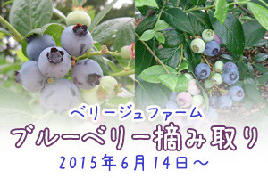 blueberry_201506